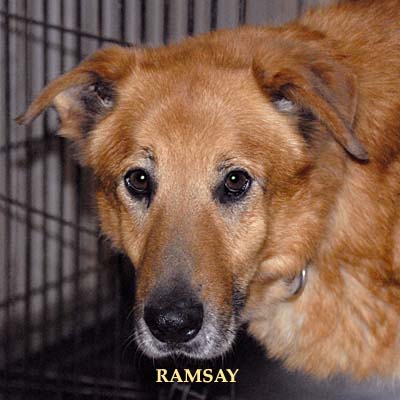 Ramsay, The Chief, our dear departed Chinook kennel king