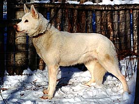 Dally of Seppa-Alta, Seppala Siberian Sleddog