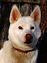Dally of Seppa-Alta, a Markovo Seppala