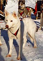 Dally of Seppa-Alta, a Markovo Seppala