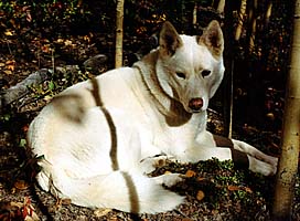 Dally of Seppa-Alta, Seppala Siberian Sleddog