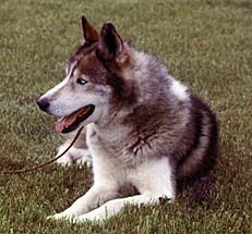 Ditko of Seppala, 1969, was the Seppala Siberian who inspired the Markovo rescue of the Leonhard Seppala strain from impending extinction.