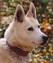 Karcajou's Dreama of Windigo was foundation bitch of the Seppala Siberian Sleddog Project and the beloved personal companion of J. Jeffrey Bragg.