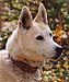 Dreama, an original Seppala Siberian husky