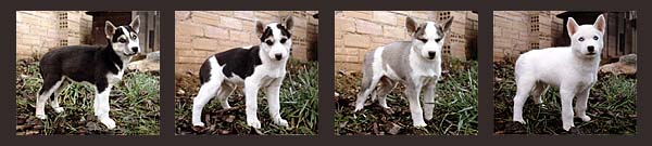 Sepallop, Sepalleo, Sepallampo, Sepalleopard were the males of the foundation litter of Seppala Siberian Sleddogs born in 1991