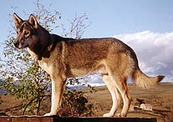 River View's Hurley, a Seppala Siberian Sleddog breed founder, on his doghouse in Catalunya.