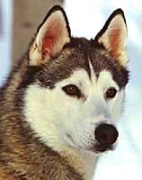 Shakal iz Solovyev, Siberia import dog