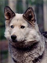 Kidron of Spirit Wind, a Markovo Seppala lead dog