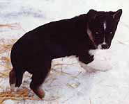 Tonya of Seppala as a six-weeks puppy