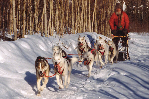 Markobosco and Sepalleo lead a team of Seppala Siberian Sleddogs