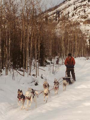 Tonya of Seppala and Sepalleo lead the S-litter team