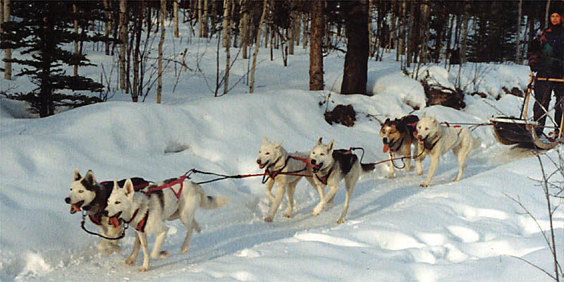 Sepalluna and Yolanda of Seppala, Seppala Siberian Sleddog leaders