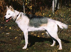 Pyotr of Seppala