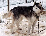Ninnis' Sabrina Two, an Anadyr strain Racing Siberian Husky