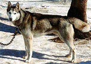 Shakal iz Solovyev, Seppala Siberian Sleddog