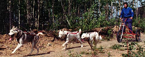 Shakal, a Seppala Siberian Sleddog leader