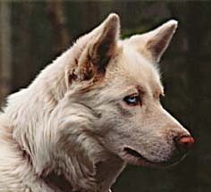 River View's Sprite, Markovo Seppala lead dog