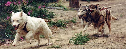 River View's Sprite, Seppala Siberian Sleddog leader