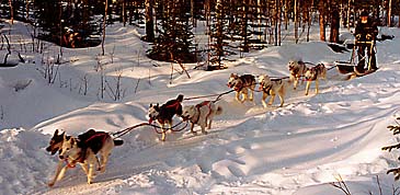 Tonya and Sepallop Z-litter Seppala Siberian Sleddog team 1997