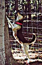 Tonya of Seppala, Seppala Siberian Sleddog broodbitch, demonstrates that she believes wild food is necessary for proper nutrition of nursing mothers.