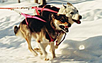 Tonya/Lleo running photo
