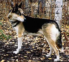 Tonya of Seppala, a pure Markovo Seppala Siberian Sleddog