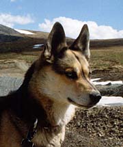 Tonya of Seppala
