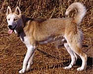 Xaros of Markovo
