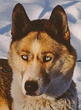 Shakal iz Solovyev, Siberia import dog
