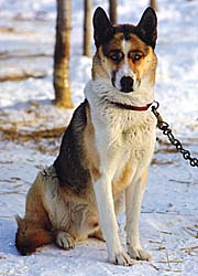 Shakal, a Seppala Siberian Sleddog leader