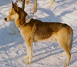 Shakal iz Solovyev, Seppala Siberian Sleddog