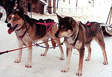 Xpace of Seppalta and River View's Hurley, Seppala wheel dogs