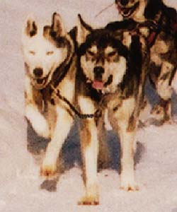 Yolanda of Seppala and Hoppy of Seppala, lead dogs