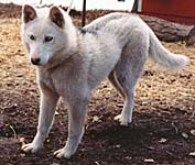 Zaza of Seppala, puppy progeny of Siberia import Shakal iz Solovyev