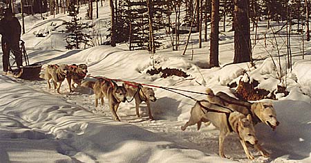 Zirconia, a Seppala Siberian Sleddog leader
